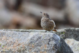 Monticola saxitilis (rock thrush - codirossone)