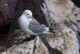 Rissa tridactyla (kittiwake - gabbiano tridattilo)