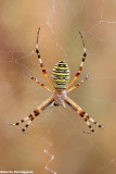 Argiope bruennichi (ragno vespa)