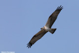 Pandion haliaeteus (osprey  - falco pescatore)