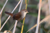 Cettia cetti (cettis warbler -  usignolo di fiume)