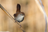 Cettia cetti (cettis warbler -  usignolo di fiume)