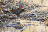 Rallus aquaticus (water rail - porciglione)