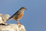 Prunella collaris (alpine accentor-sordone)