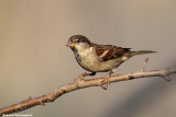 Passer italiae (italian sparrow--passero dItalia)