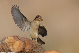 Passer italiae (italian sparrow--passero d'Italia)