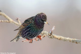 Sturnus vulgaris (common starling-storno)