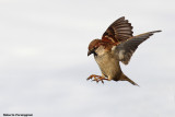 Passer italiae (italian sparrow--passero dItalia)