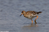 Philomachus pugnax (ruff - combattente)