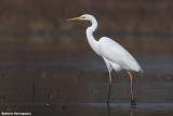 Egretta alba (great white heron-airone bianco maggiore)