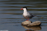 Sterna hirundo (common tern -  rondine di mare)