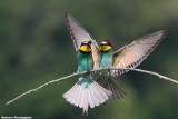 Merops apiaster (bee eater-gruccione)