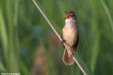 Acrocephalus arundinaceus (great reed warbler -  cannareccione)