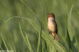 Acrocephalus arundinaceus (great reed warbler -  cannareccione)