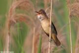 Acrocephalus arundinaceus (great reed warbler -  cannareccione)