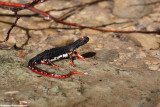 Salamandrina di Savi (Salamandrina perspicillata