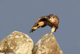 Falco columbarius (merlin - smeriglio)