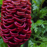 Flower of a Tropical Plant
