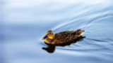 A Leisurely Duck Paddle