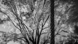 Infrared Branches