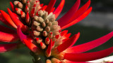 Flower of a Coral Tree (Erythrina speciosa) #3