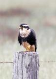 Aplomado Falcon at Laguna Atascosa