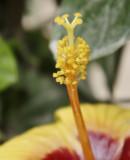 Hibiscus seeds