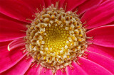 Close-up of Pink Gerbera Daisy