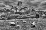 Sheep in front of Corfe Castle Ruins in Black and White