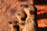 Meerkats