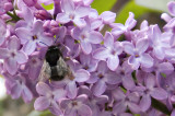 Bumble Bee on Lilac Tree