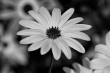 Osteospermum Daisy in Black & White