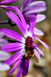 Bee on Purple Senetti