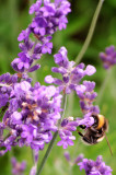 Bee on Lavender