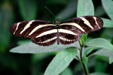 Zebra Long-Wing Butterfly