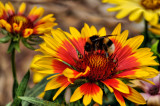 Bee on Sunburst Gaillardia