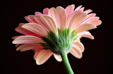 Pink Gerbera Daisy