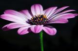 Pink Osteospermum Daisy