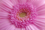 Pink Gerbera Daisy