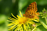 Greater Fritillary Butterfly