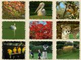 The Biblical  Zoo.jpg