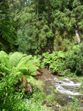 Falls, Tarra River