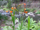 Riverbank flowers, Tarra River