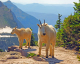 Glacier Nat Park Montana