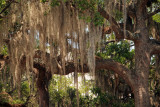 Spanish Moss