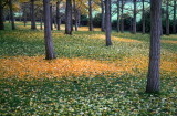 The Ginkgo Grove