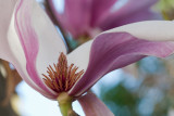 Tulip Tree Flower
