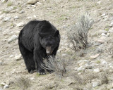 Bear, Black-043011-Yellowstone River, Tower Junction, Yellowstone Natl Park-#0088.jpg