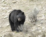 Bear, Black-043011-Yellowstone River, Tower Junction, Yellowstone Natl Park-#0101.jpg