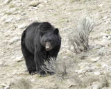 Bear, Black-043011-Yellowstone River, Tower Junction, Yellowstone Natl Park-#0102.jpg